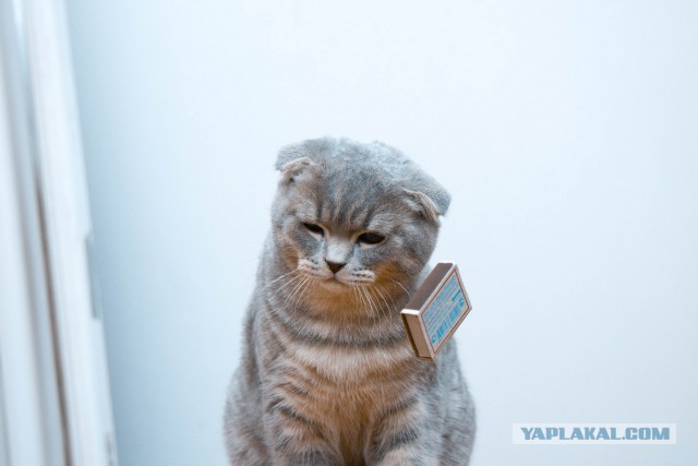 Наш Котяра