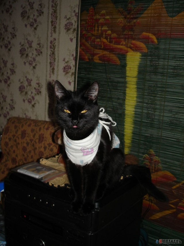 Коты, кошки, котята
