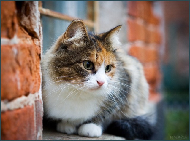 Коты, кошки, котята