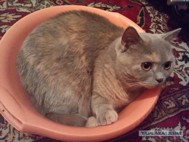 Ваши фотки котов на телефон