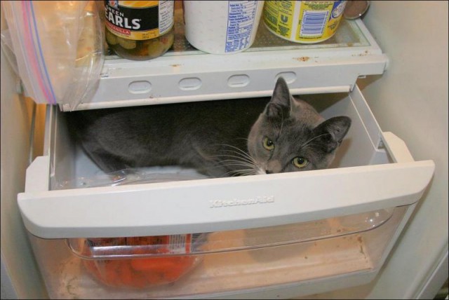 Коты из сети