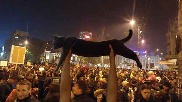 Коты из сети
