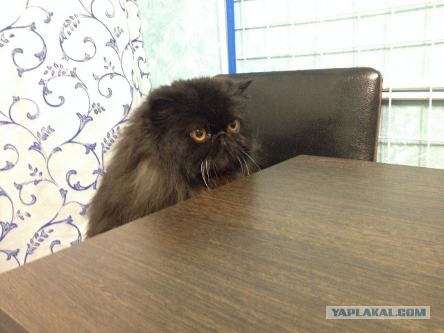 Котовторник 28.02.2017