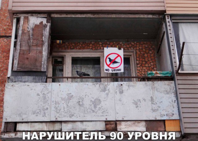 Подборка забавных животных