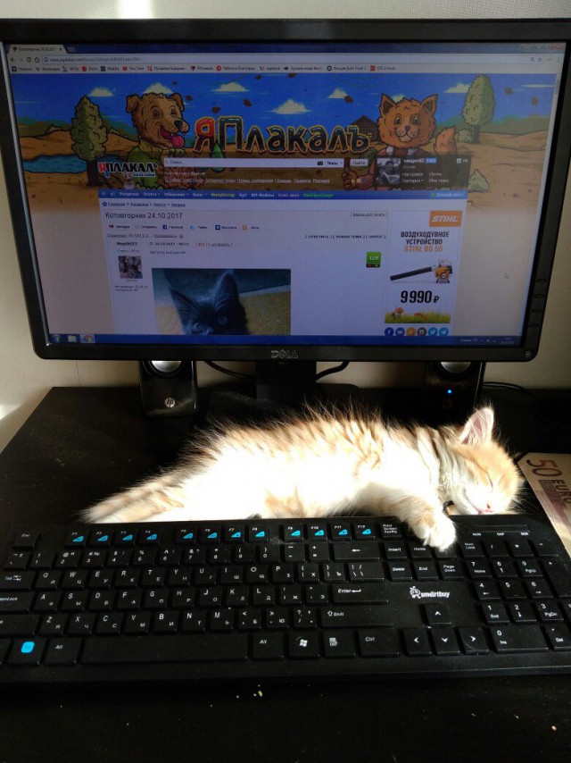 Котовторник 24.10.2017