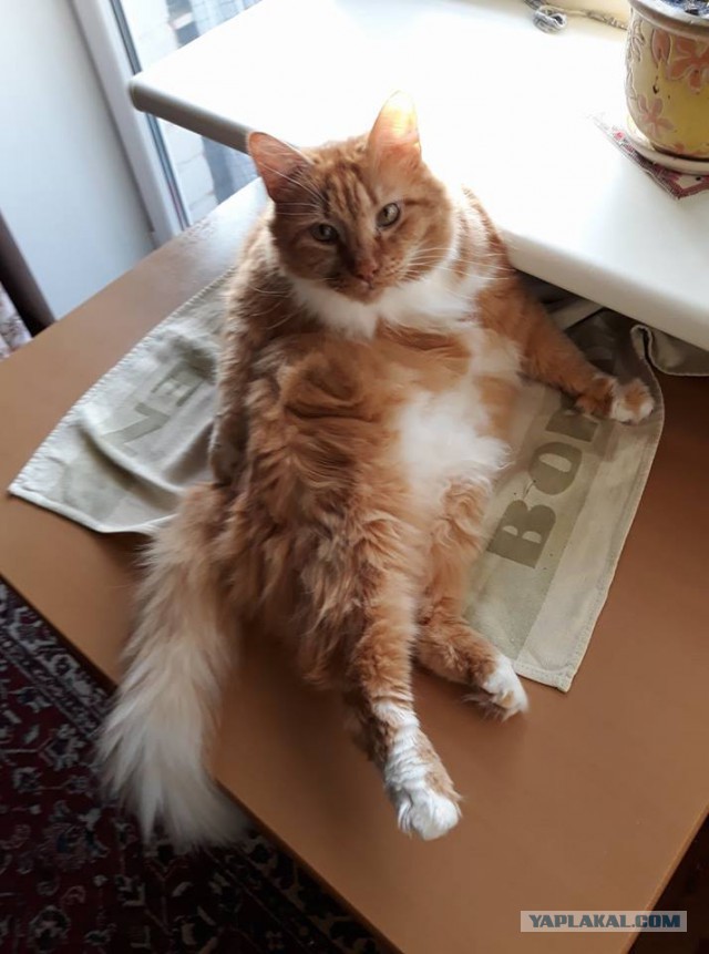 Котовторник 28.11.2017