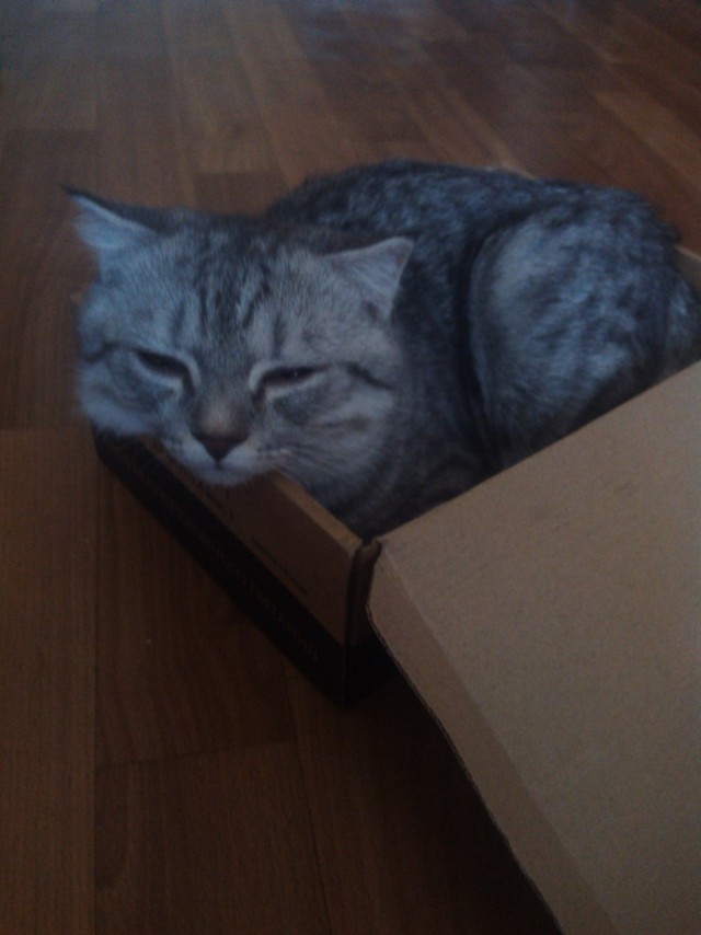 Коты и Кошки