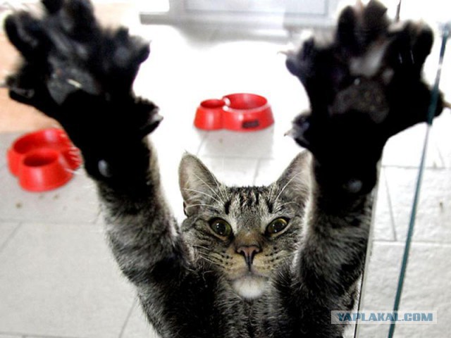 Котовторник!