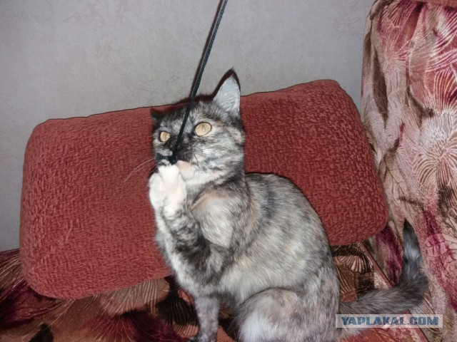 Котовторник 9.01.2018