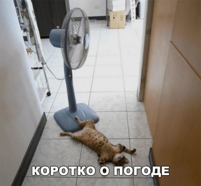 Неадекватные коты