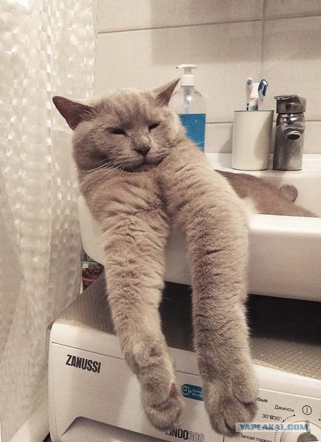 Котовторник  31.07.2018