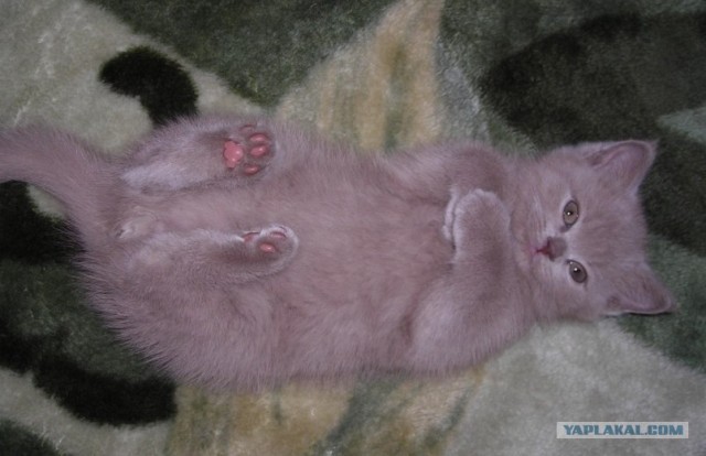 Как же можно про котовторник забыть?!