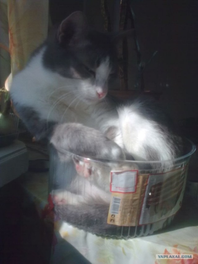 Котейкин вторник! Космический 12.04!