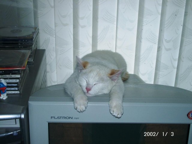 Котовторник так котовторник!
