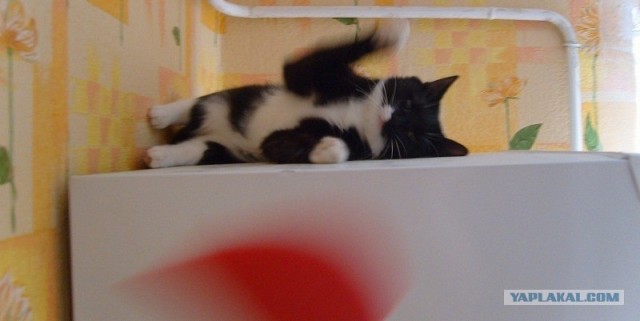 Котовторник (14.02.2012)