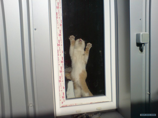 КОТОВТОРНИК (6.03.2012)
