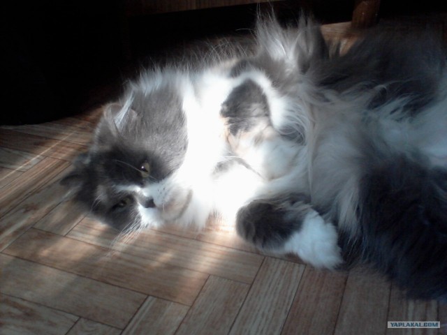 Котовторник   5.06.2012