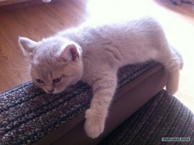 Котовторник 07.08.2012