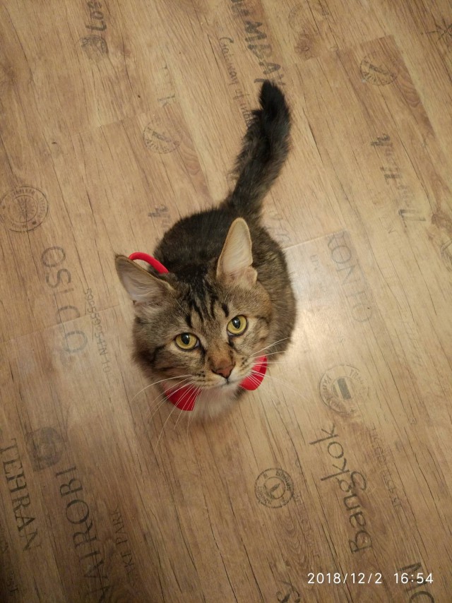 Прикольных котов пост