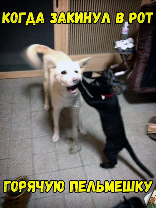 Нестандартный юмор