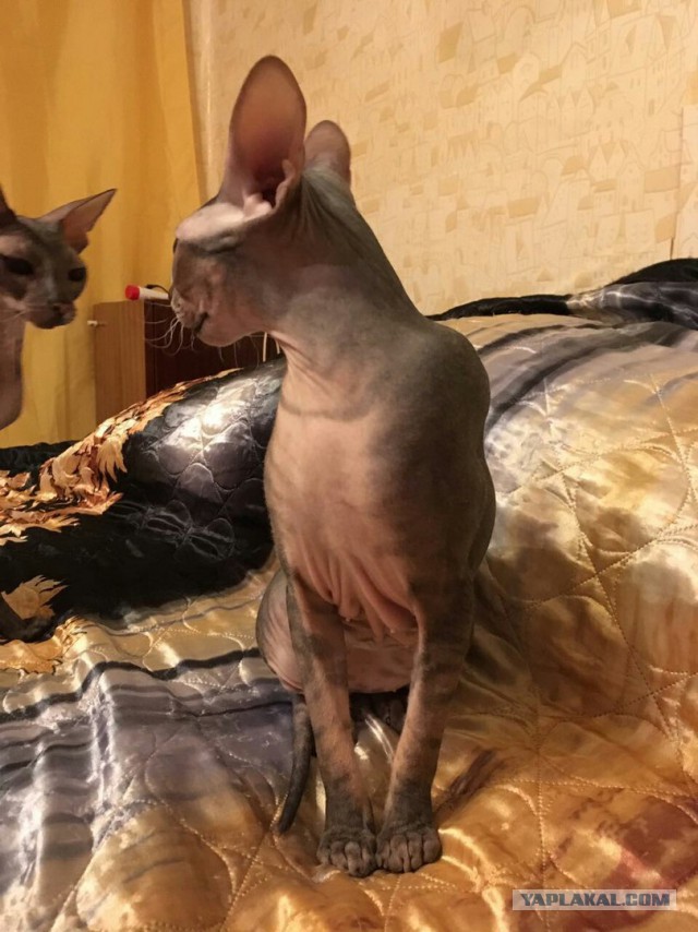 Как я привез домой голую женщину