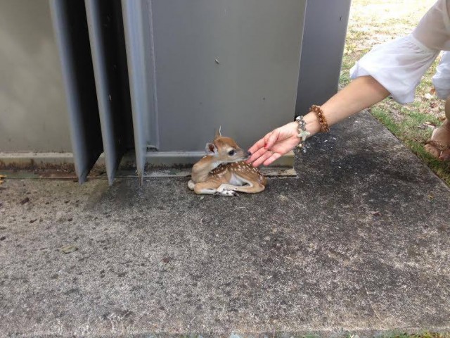 Живность из сети
