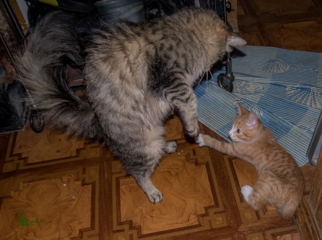 Коты из сети