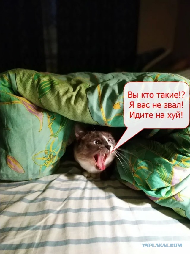 Учёные выяснили, что кошки мяукают специально для человека