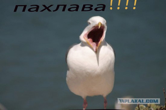Чайка из Алькатраца