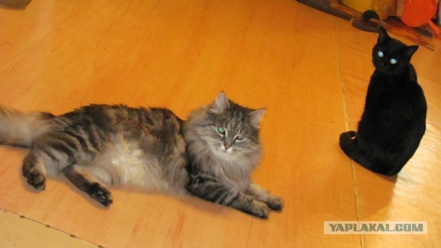 Котовторнику быть!