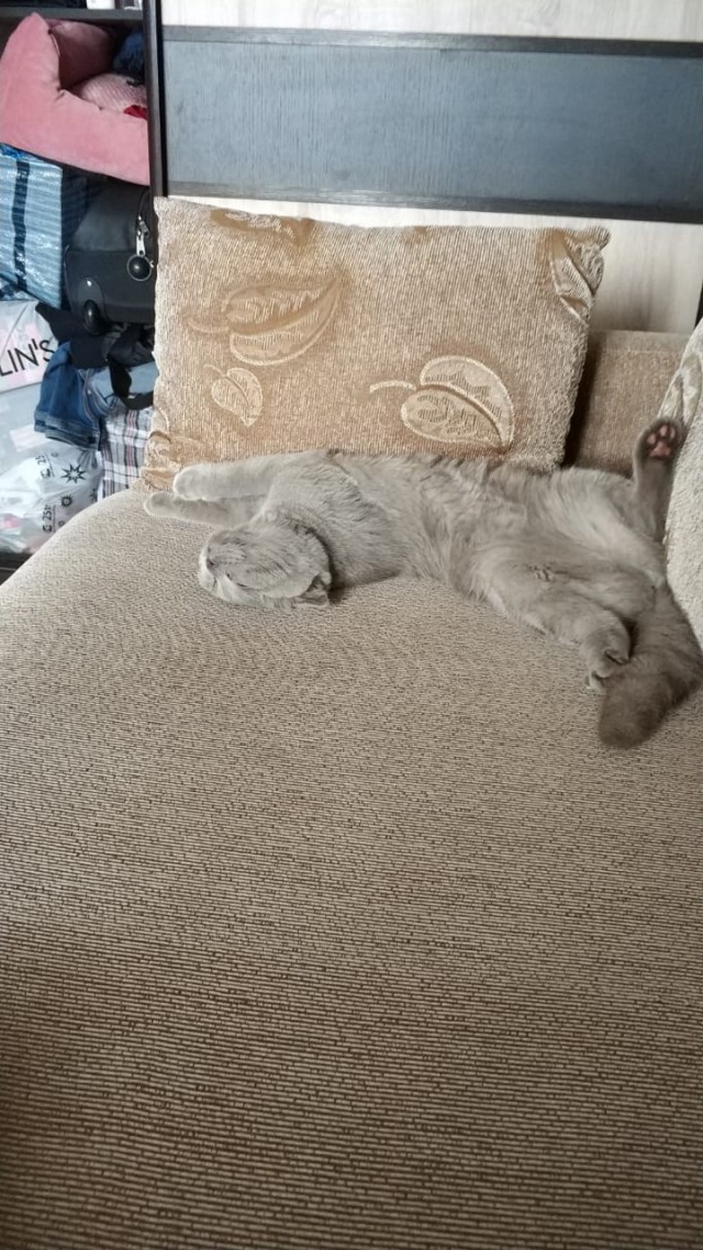 Кот и мужик выясняют чей диван