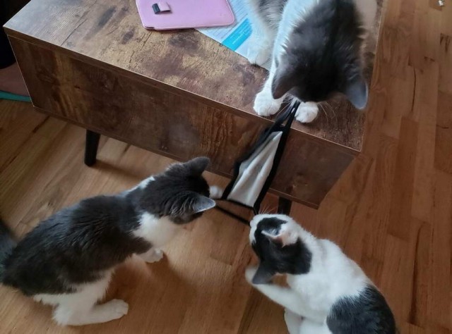 Коты, которые чихать хотели на ваше личное пространство