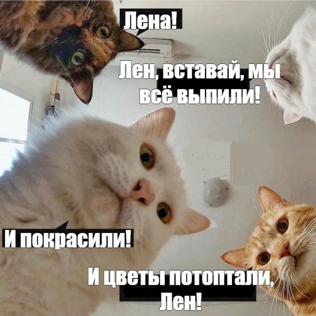 Тост за ЯП!