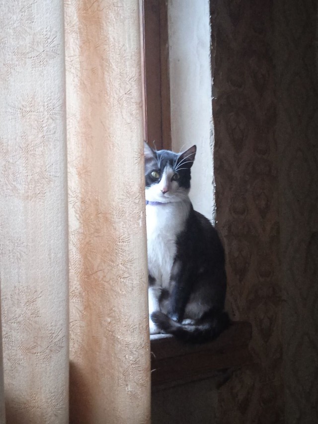 Котовторник вроде.