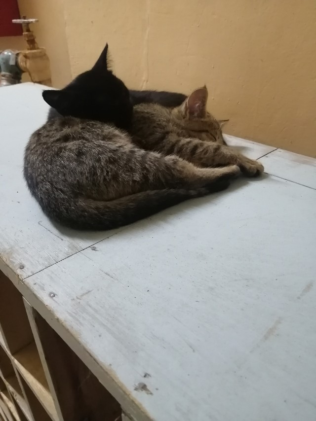 Ну, поехали в котоввторник!
