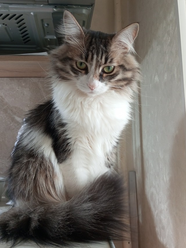 Котовторник. Было - стало