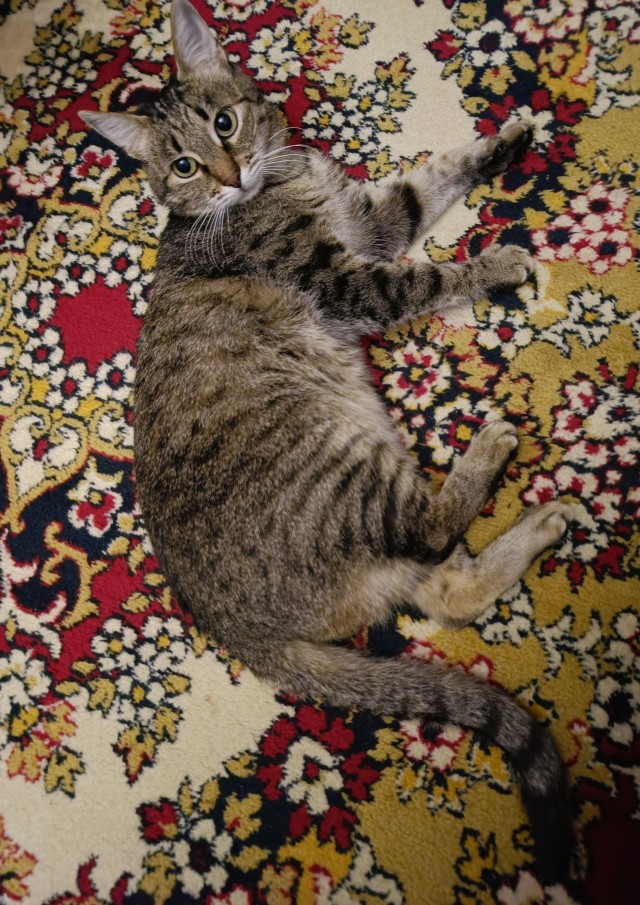 Котовторник! 16+ Коллеги-рабы, отмечаемся, у кого хозяину много лет!
