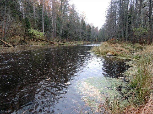 "Быть может, вы будете знать о моей смерти..."
