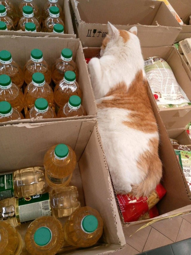 В Питерском супермаркете заметили пушистую охрану