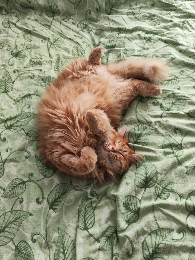 Котовторник Рыжих