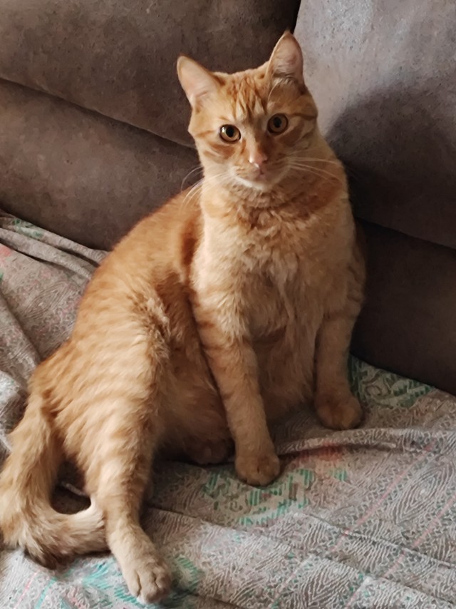 Котовторник Рыжих