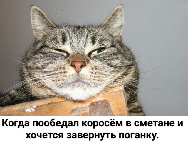 20 котиков, которые могли бы вести себя по-нормальному, но зачем, если их и так любят?