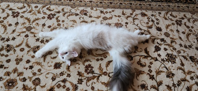 Котовторник!