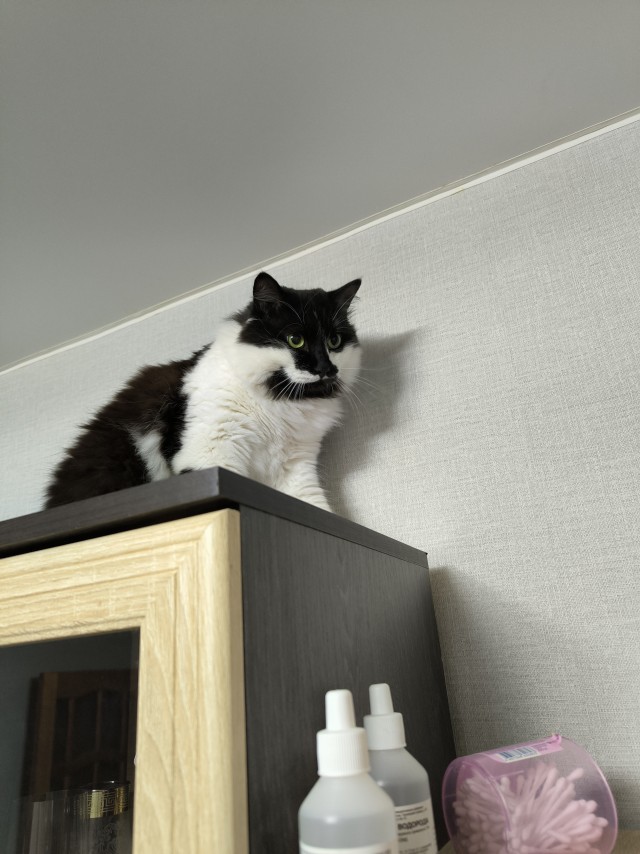 Котовторник. Мой котан