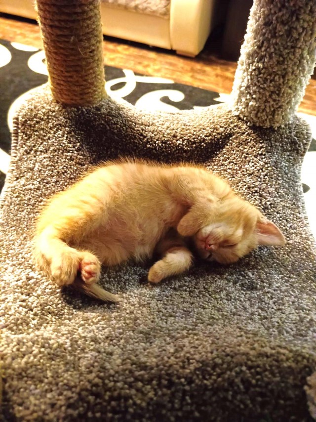 Котовторник