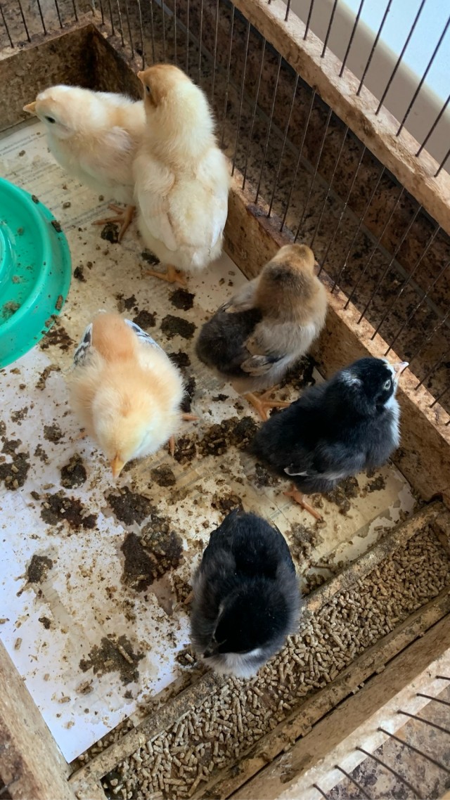 Пингвинчики