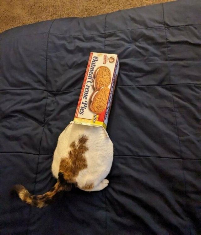 Котовторнику посвящается