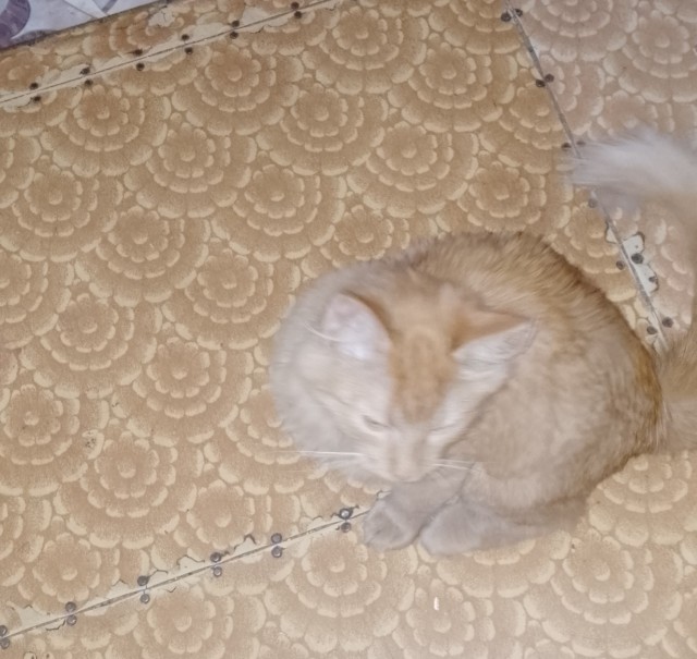 В котовторник привет от Кекса!