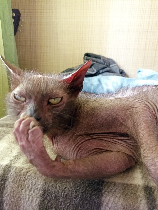 Включил отопление, Васька доволен