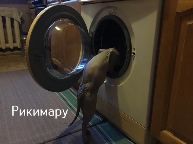 Жизнь домашнего приюта "Котоленд" 518